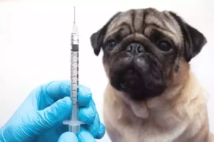 pet Vaccinations