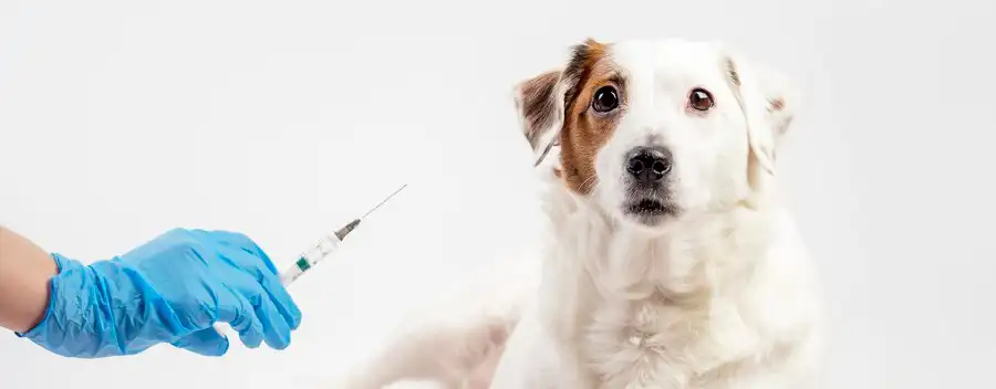 Dog Vaccination Schedule