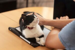 Pet Telehealth Consultations