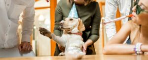 Pet End of Life Consultation