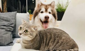 pet behaviour