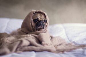 dog allergy chicken