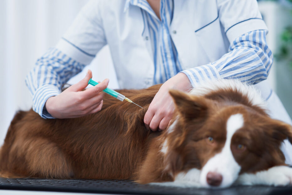 Puppy vaccination dates