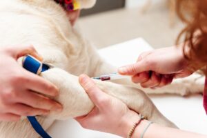 Dog vaccination