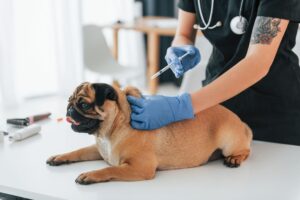 Puppy 1st vaccination