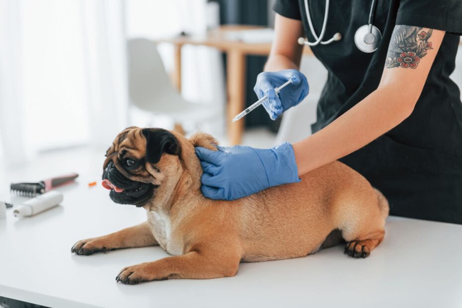 Puppy 1st vaccination