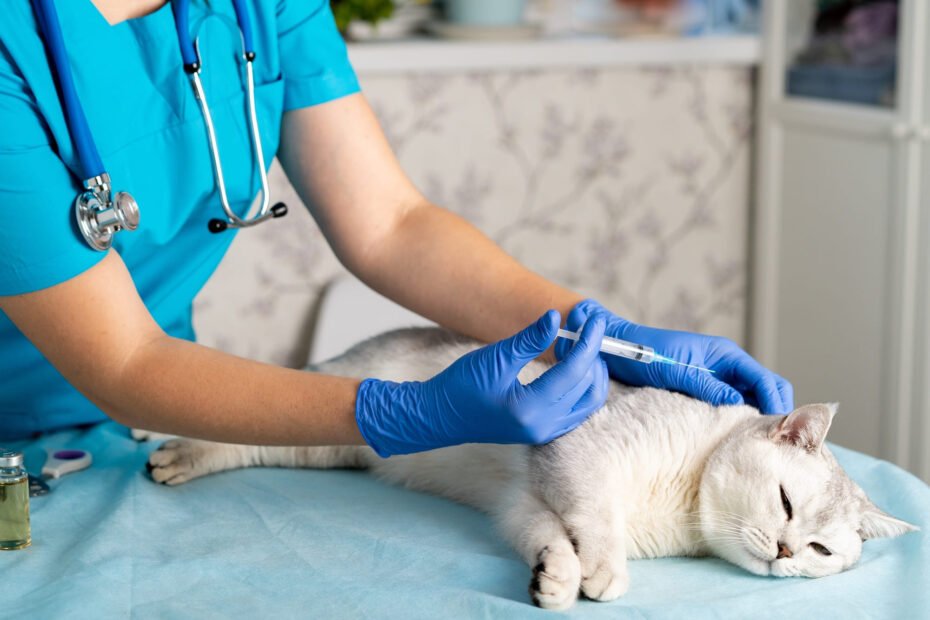 Cat vaccination