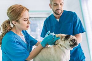 Dog vaccination