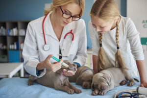 Puppy first vaccination