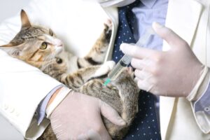 Affordable Pet Vaccination