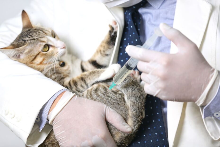 Affordable Pet Vaccination