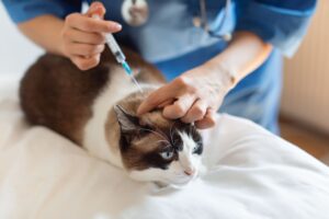 Cat 1st vaccination