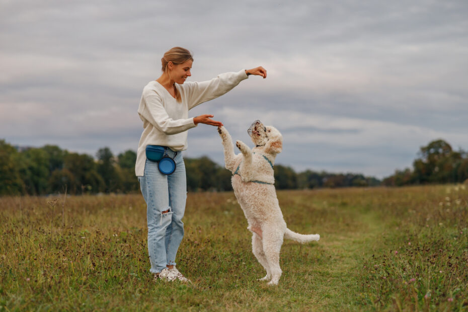 dog behaviour problems