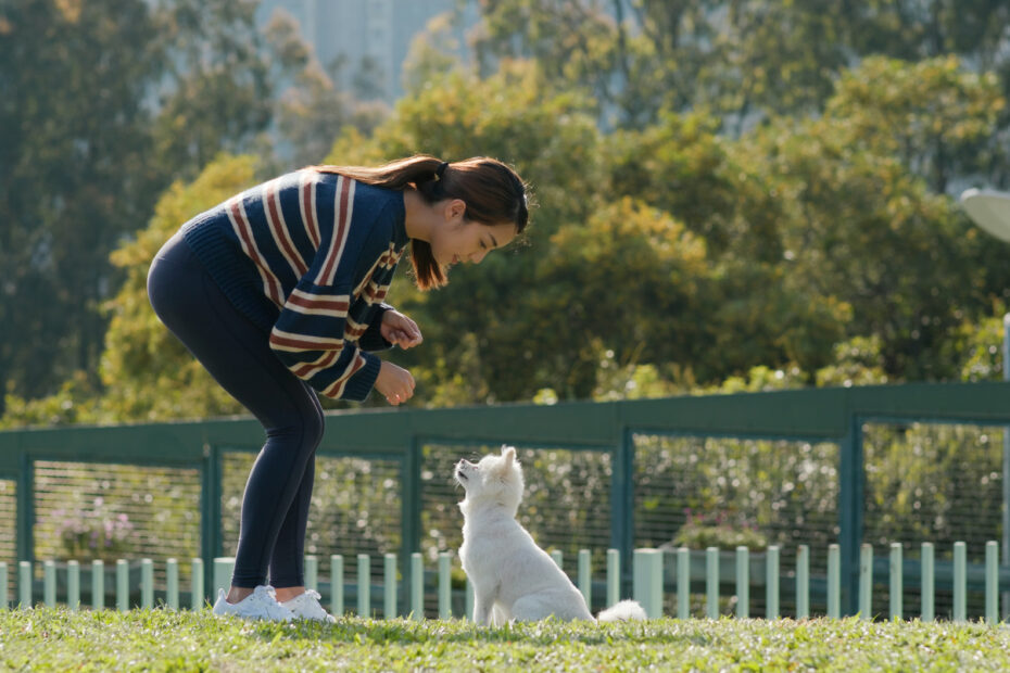 dog training techniques Vancouver