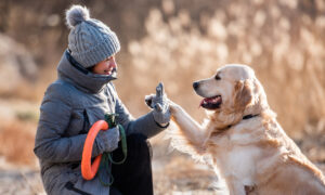 dog basic manners training