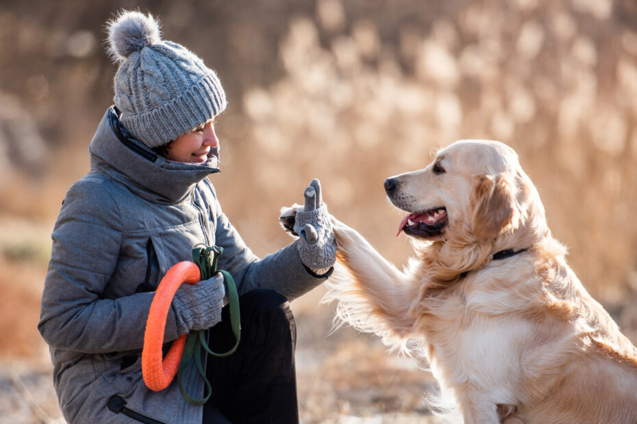 dog basic manners training