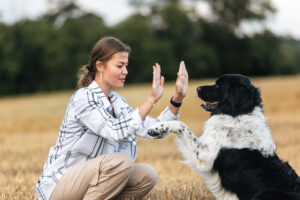 dog behaviour training 2