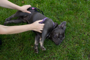 dog allergy reaction