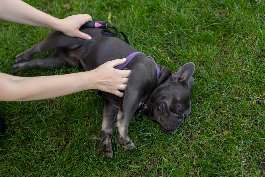 dog allergy reaction