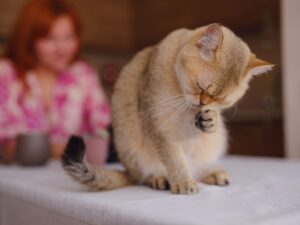cat allergy food