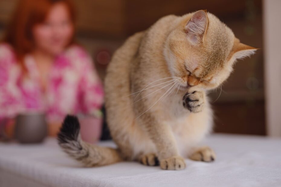 cat allergy food