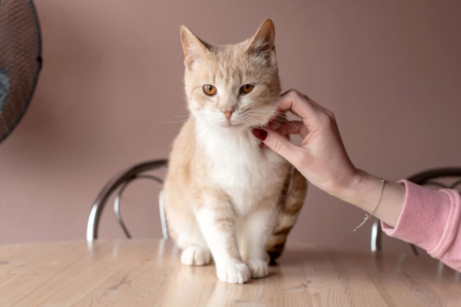 pet environmental allergens