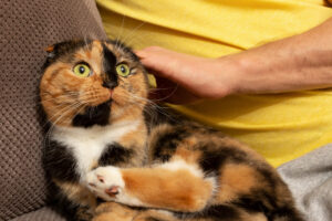 cat allergy treatment