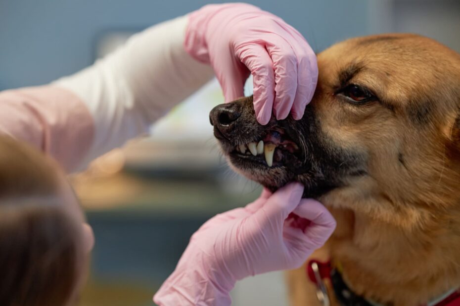 dog dental abscess