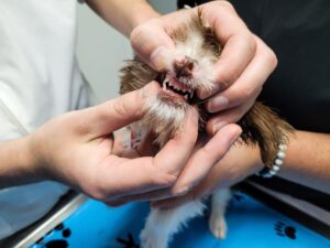 pet oral repair gel