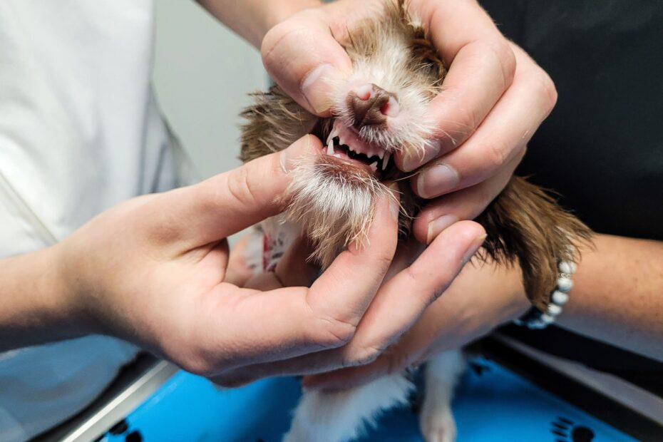 pet oral repair gel
