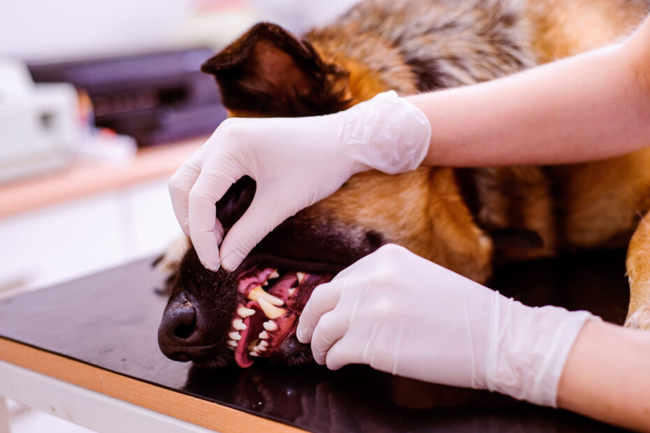 dog dental gel