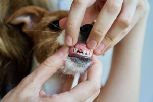 dog dental operation