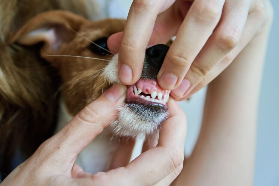 dog dental operation