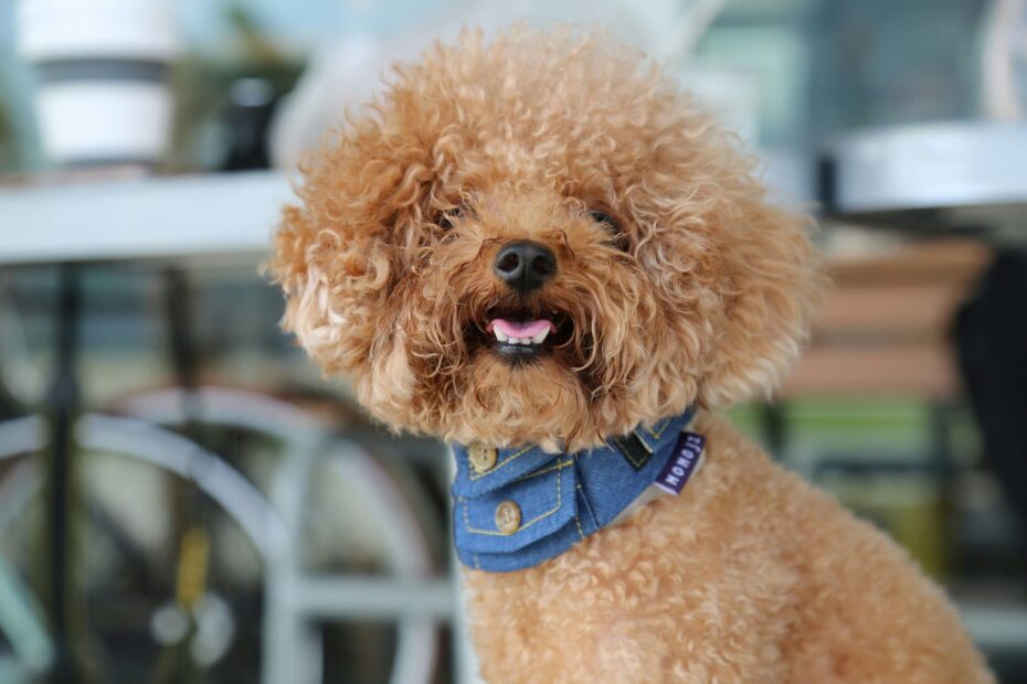 dog dental near me / veterinary dental near me