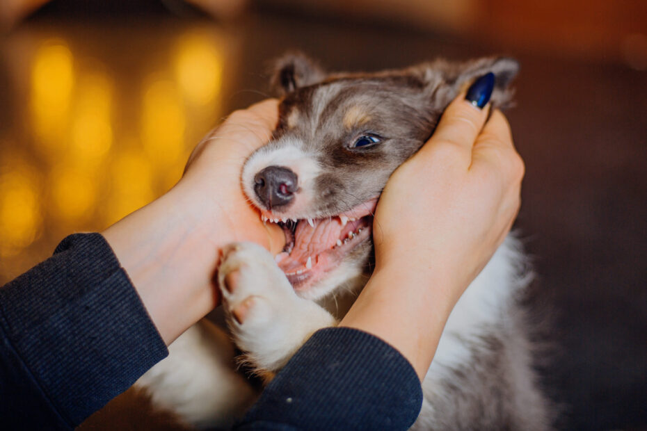 dog dental disease
