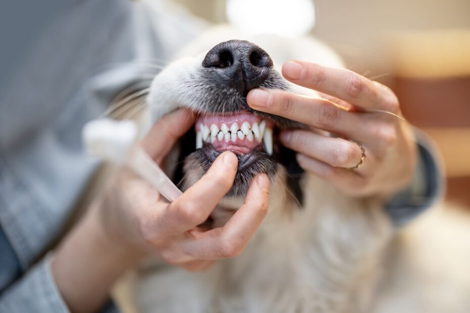 dog dental decay