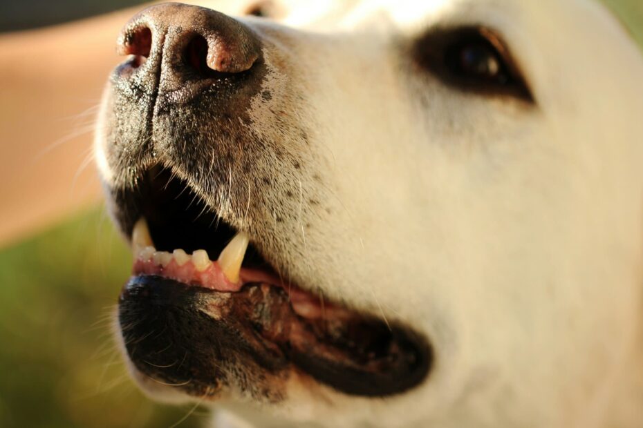 dog dental bones