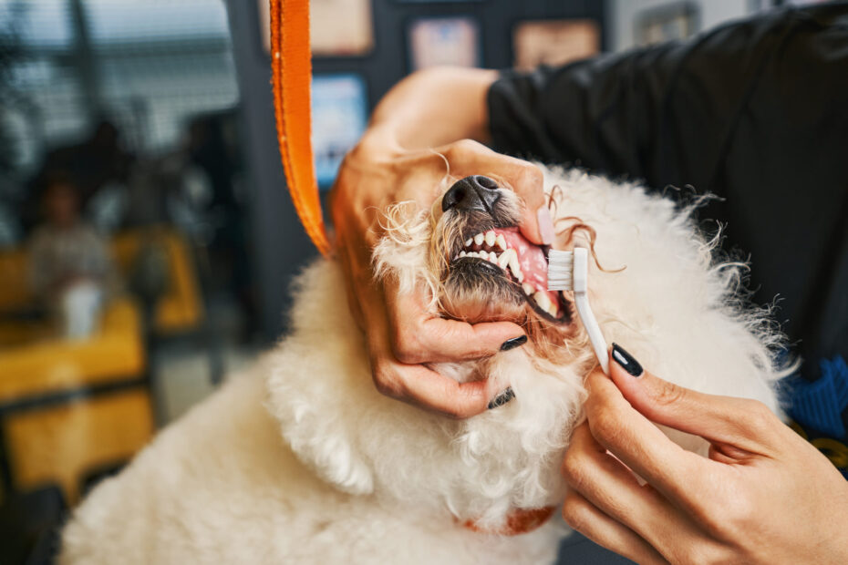 veterinary dental near me