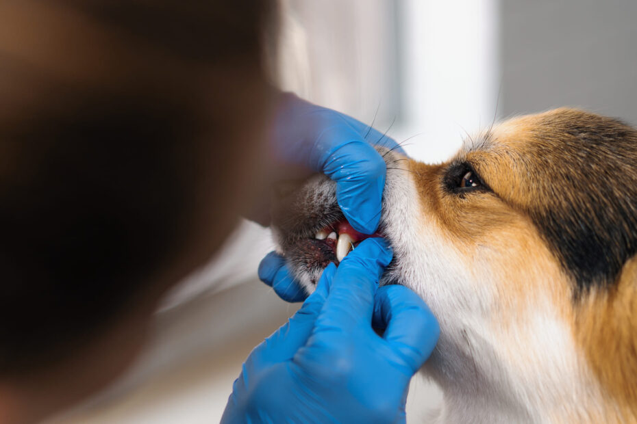 dog dental powder