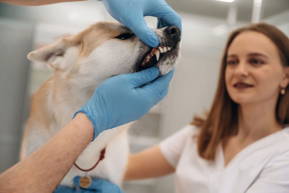 dog dental treats