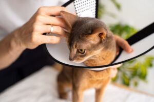 Animal Emergency North Vancouver