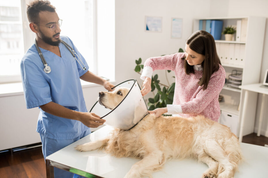 Vet Emergency Vancouver