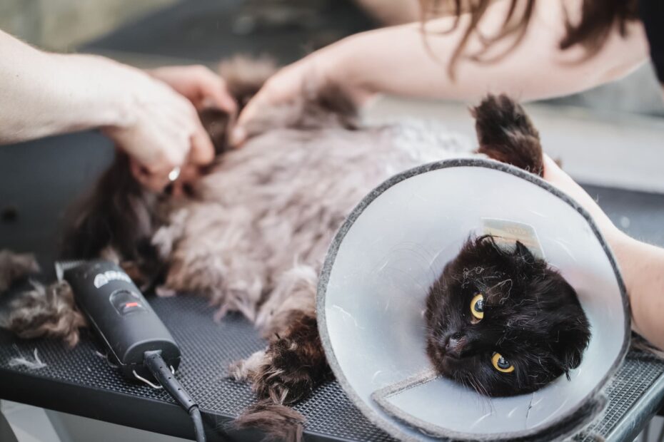 Pet Hospital Near Me