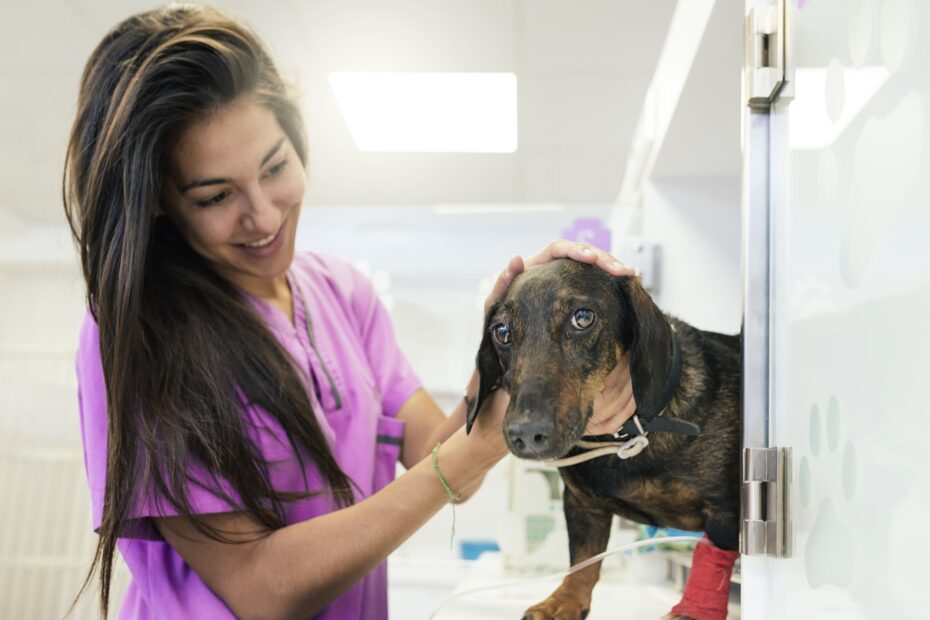 Animal Emergency Vancouver