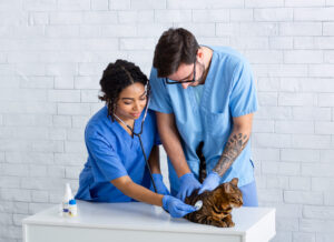 Pet Hospital Near Me
