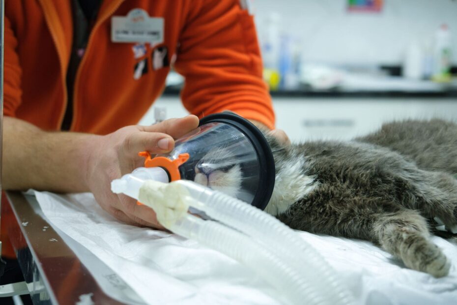 Animal Emergency Vancouver