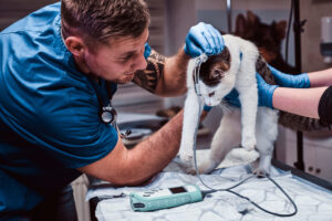 Vet Emergency Near Me