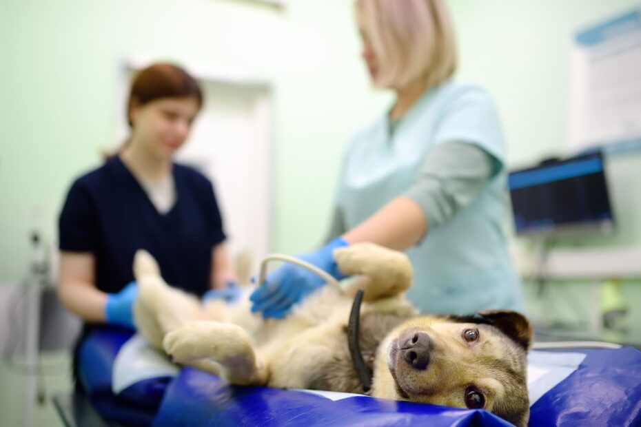Vet Emergency Vancouver