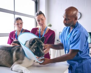 Animal Emergency Vancouver