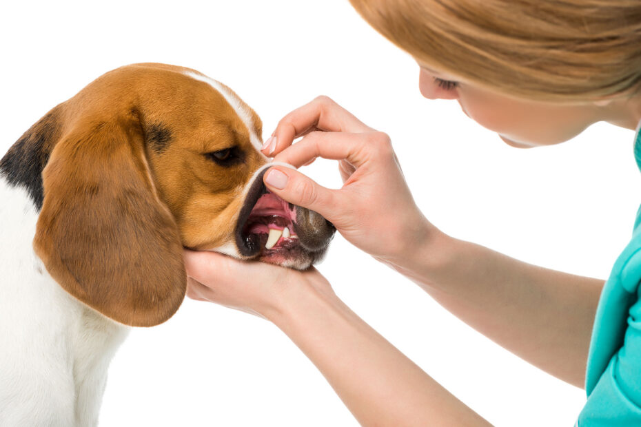 dog dental toys